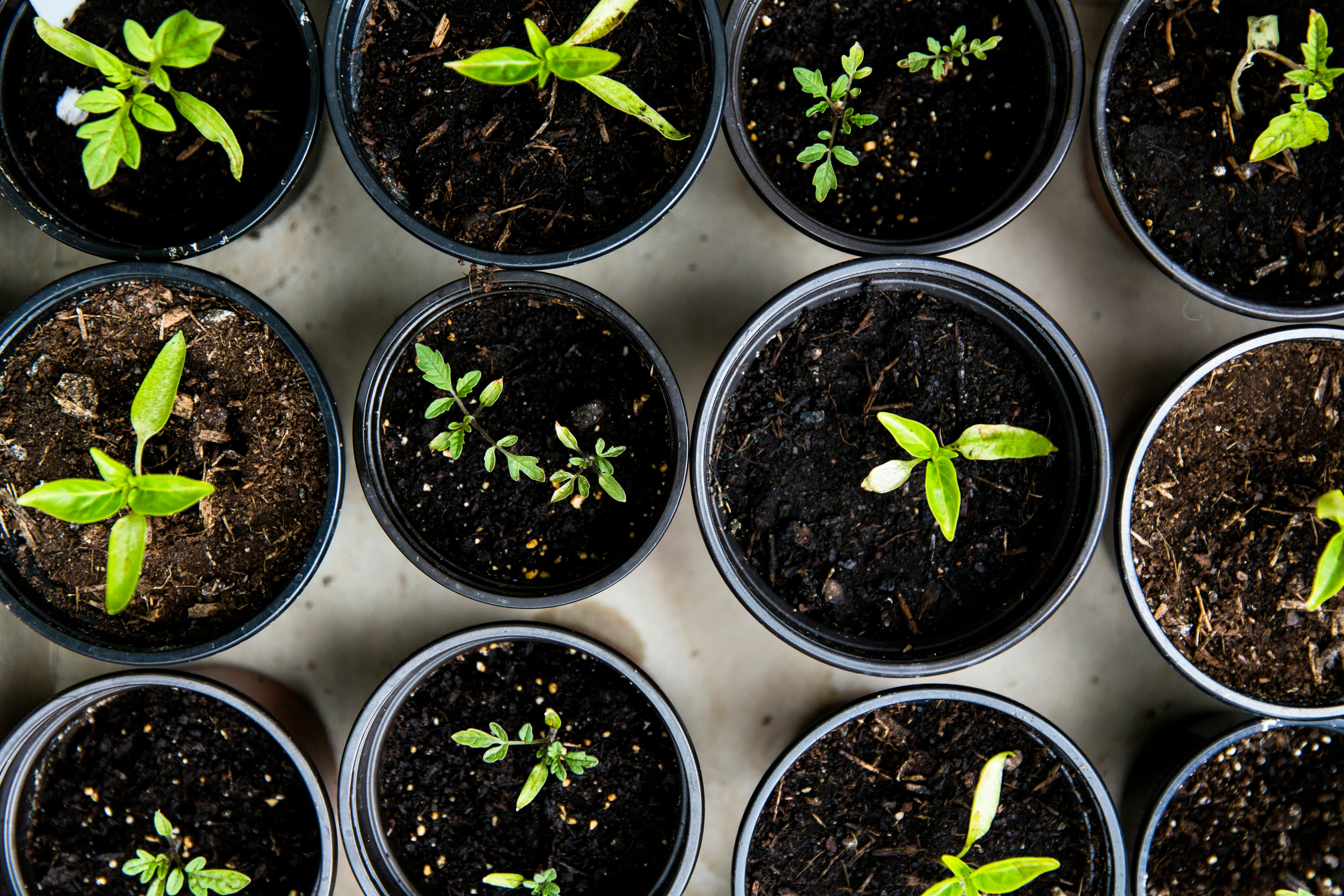Innovación local: Cómo la tecnología está cambiando el agro